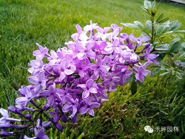 紫丁香是金牛座女生的专属守护花朵,带大家来认识一下!