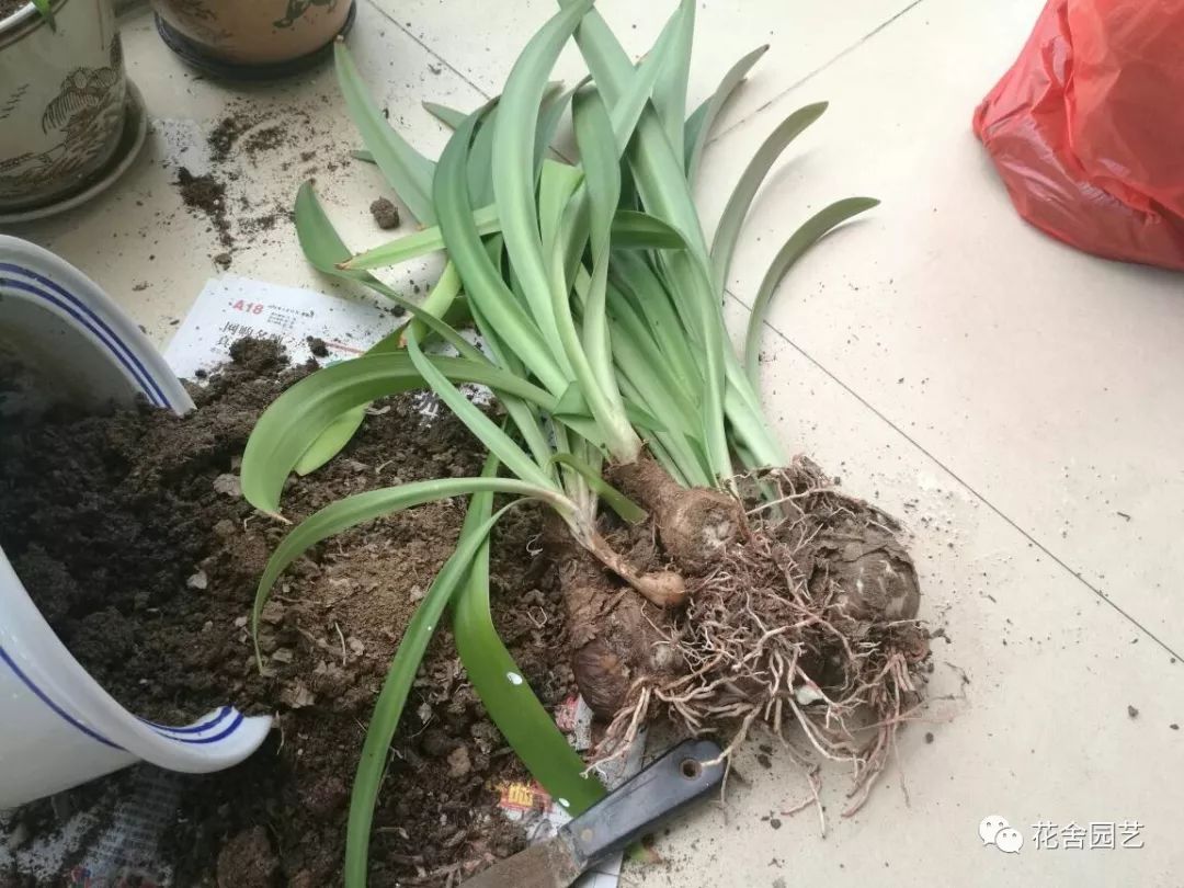 会黄化枯萎,这时候可以不需要人工提前去剪除,因为球根花卉有一个特性