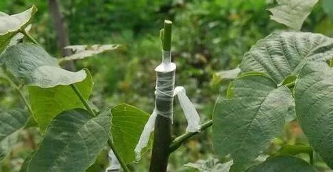 苗木嫁接旺季,苗木老司机才知道的技术要点,一起来学习下吧!