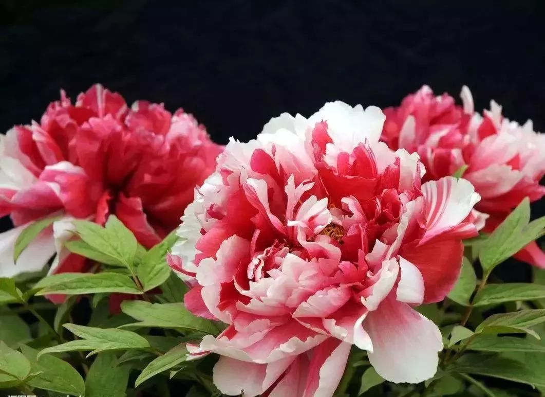 世界上最罕见的4种花，“彼岸花”上榜，最后一个只在冬天盛开！|彼岸花|美杜莎|瞿麦_新浪新闻