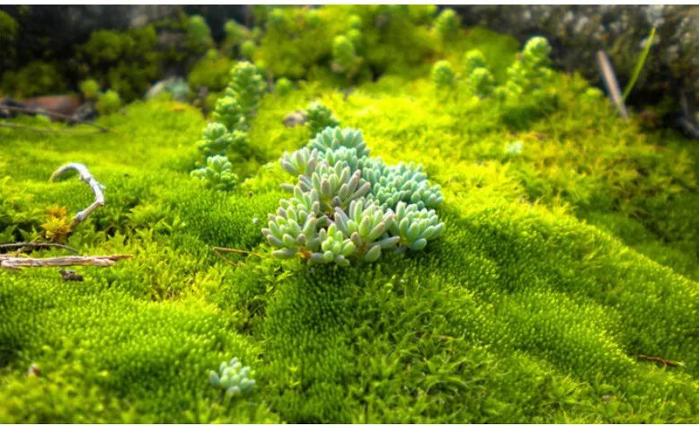 苔藓