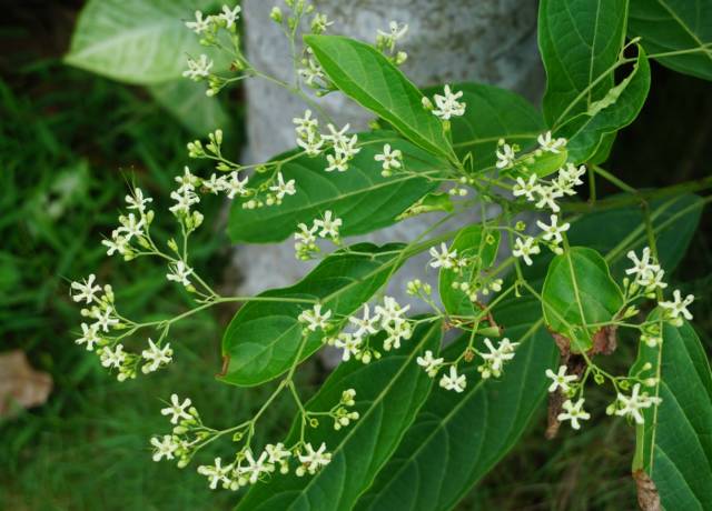 槁木姜子海桑黄槐假连翘松叶牡丹大花马齿苋木瓜非洲凤仙万寿菊鸡冠花