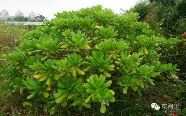 定位:实验基地13.草海桐【草海桐科~草海桐属】定位:实验基地12.