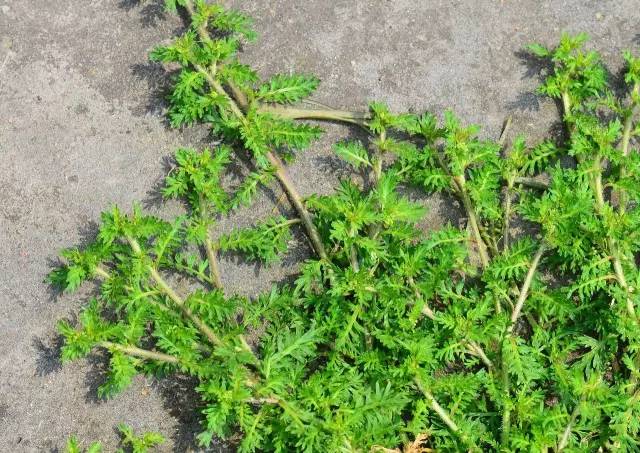 植物的世界里不止有花香还有毒只要不误食并不妨碍