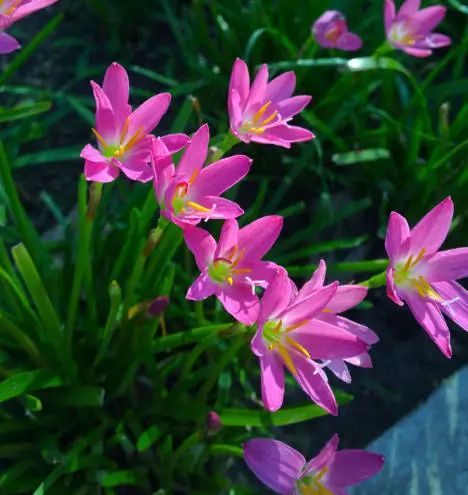 韭莲花如何养植韭莲的种植方法和注意事项