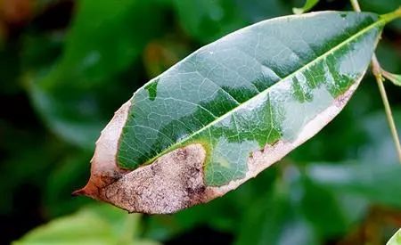 桂花常见病的防治方法