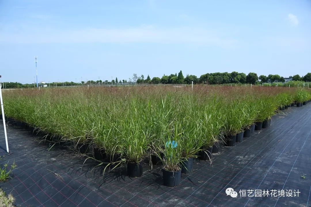 观赏草之美，这些草你都认识吗？-绿宝园林网