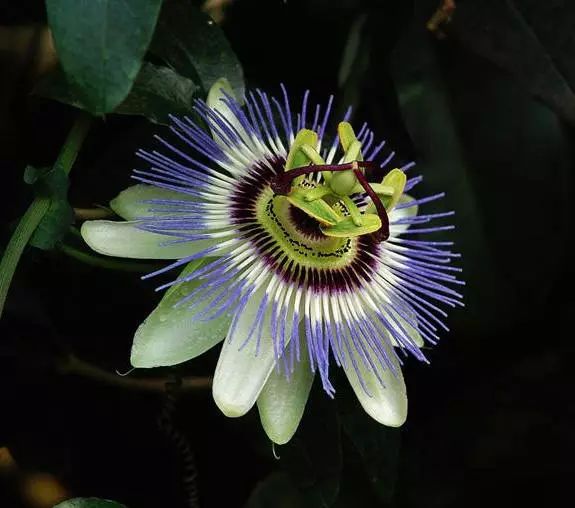 时钟花怎么养时钟花的养植方法时钟花养植注意事项