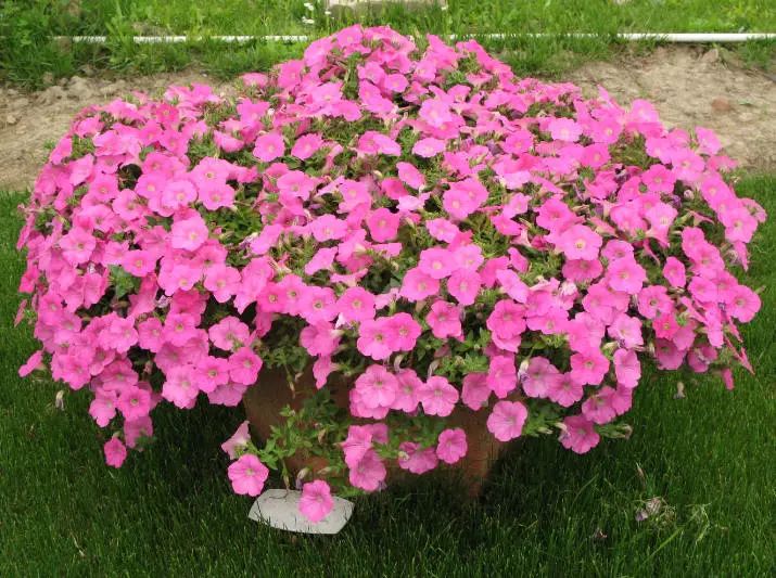 矮牵牛花如何养矮牵牛花的养殖方法和注意事项