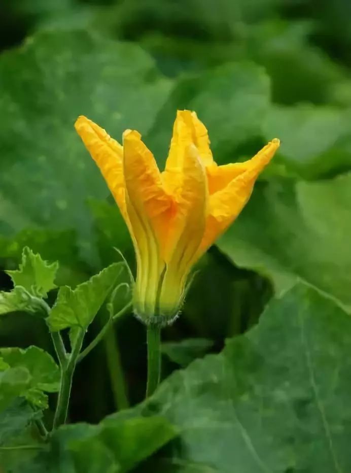 南瓜花能吃吗南瓜花的功效和作用是什么有哪些禁忌