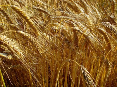 大麦的亩产量有多少？有提升的空间吗？