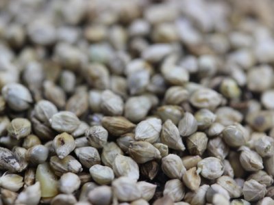 小米的亩产量有多少？在几月进行种植比较合适？