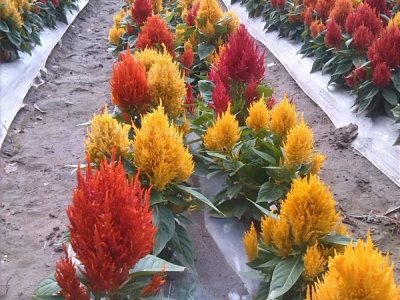 在黑龙江地区能种植的花卉，选择这些耐寒很不错