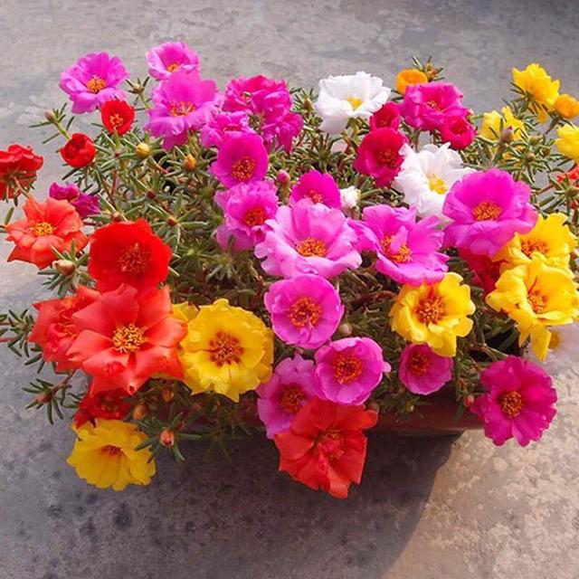春天种什么好养活的花