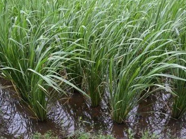 皇竹草如何种植，种植方法有哪些