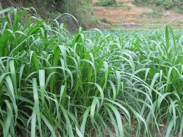 皇竹草如何种植，种植方法有哪些