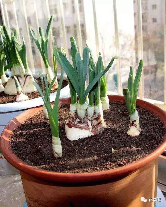 水仙家庭养护浅谈