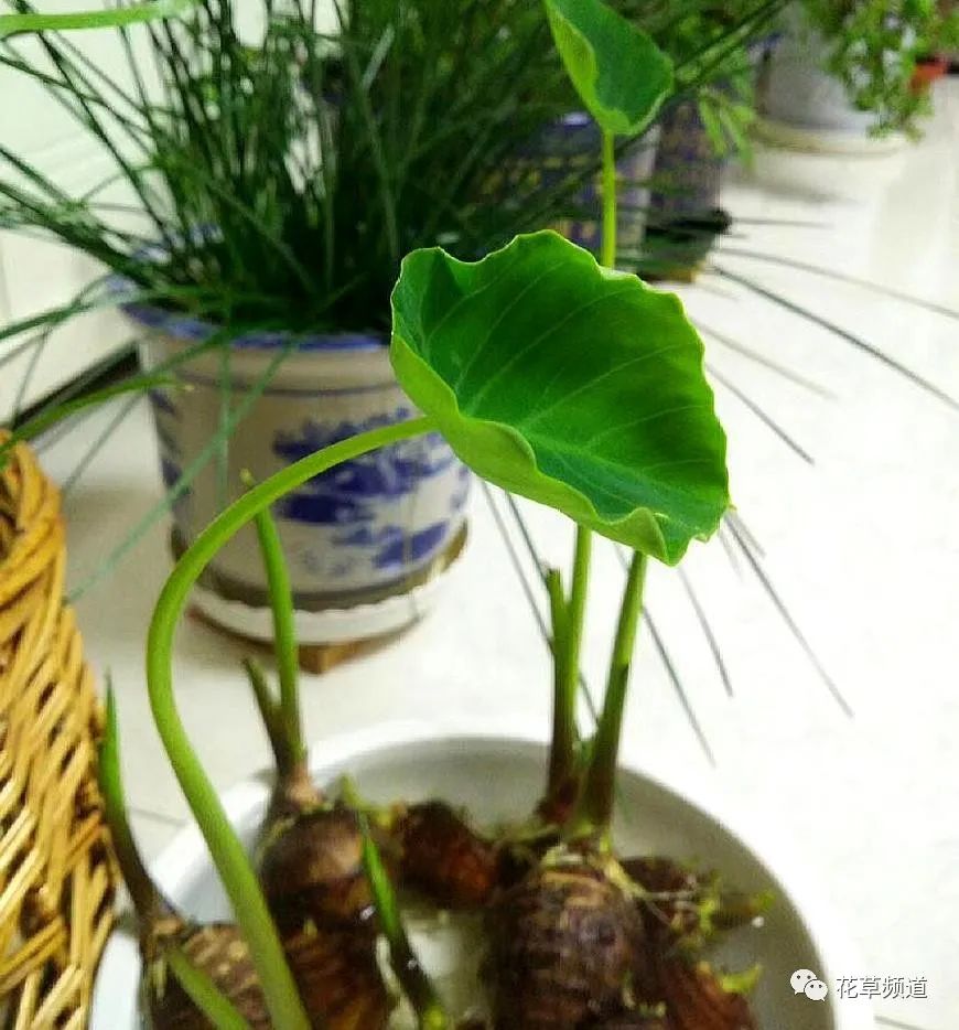 花木服务部:绽放美丽,守护生态