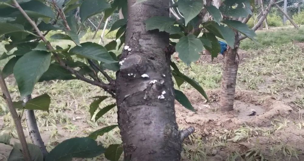 解析樱花树大量死亡的原因那些易忽视却致命的病虫害