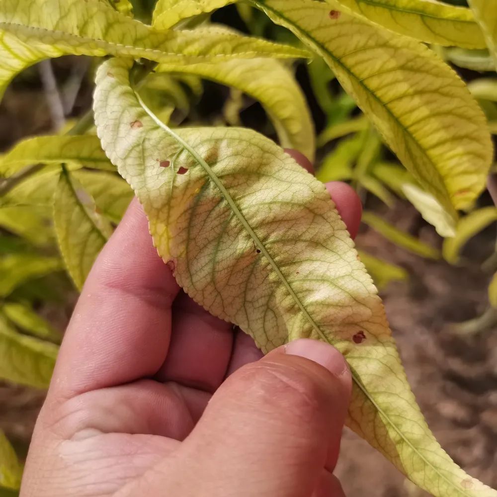 园林植物缺铁性黄化的防控