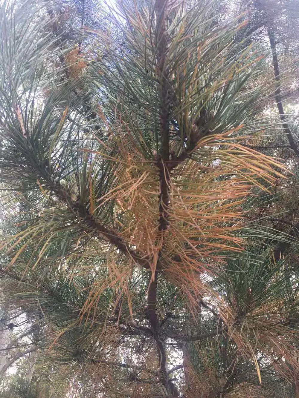 气温日渐下降,松树针枯病又到高发期,地下蛴螬严重危害,另有多种病虫