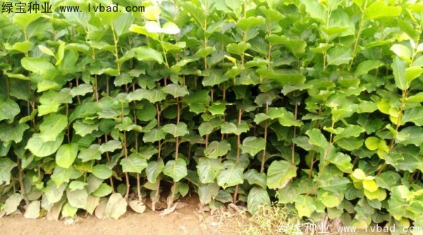 <a href='https://www.lvbad.com/linmuzhongzi/1697.html' target='_blank'>黄玉兰</a>
