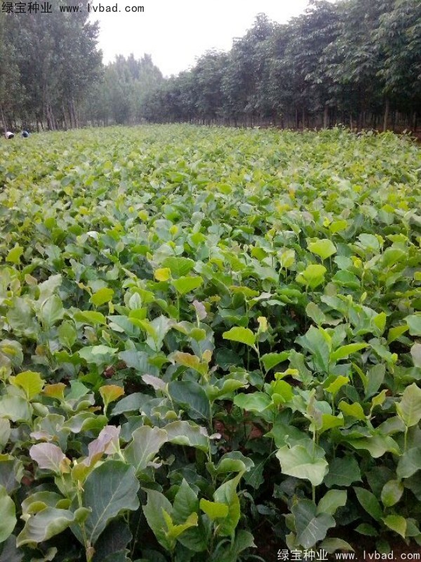 黄<a href='https://www.lvbad.com/linmuzhongzi/1813.html' target='_blank'>玉兰</a>