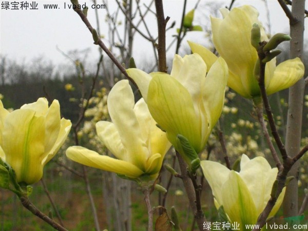 <a href='https://www.lvbad.com/linmuzhongzi/1697.html' target='_blank'>黄玉兰</a>