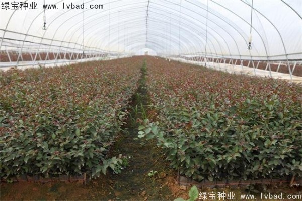 <a href='https://www.lvbad.com/linmuzhongzi/1698.html' target='_blank'>紫薇种子</a>