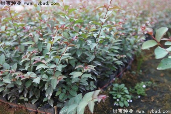 <a href='https://www.lvbad.com/linmuzhongzi/1698.html' target='_blank'>紫薇</a><a href='https://www.lvbad.com/' target='_blank'>种子</a>