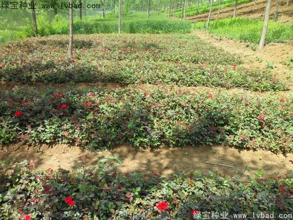 <a href='https://www.lvbad.com/linmuzhongzi/1700.html' target='_blank'>月季花种子</a>