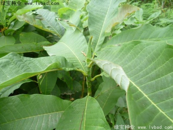 <a href='https://www.lvbad.com/linmuzhongzi/1703.html' target='_blank'>厚朴种子</a> <a href='https://www.lvbad.com/linmuzhongzi/1703.html' target='_blank'>厚朴种子</a>