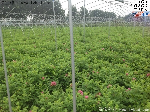<a href='https://www.lvbad.com/linmuzhongzi/1704.html' target='_blank'>玫瑰花</a><a href='https://www.lvbad.com/' target='_blank'>种子</a>