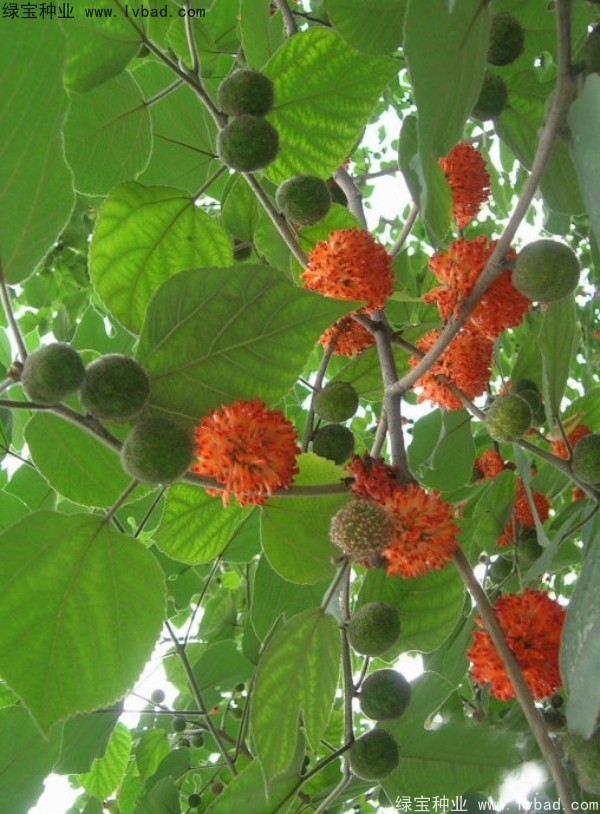 <a href='https://www.lvbad.com/linmuzhongzi/1714.html' target='_blank'>构树种子</a>
