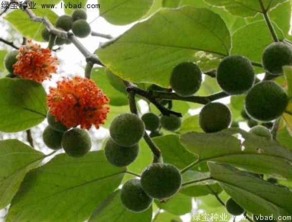 构树<a href='https://www.lvbad.com/' target='_blank'>种子</a>