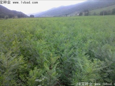 文冠果种子