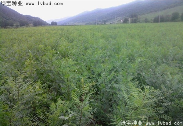 <a href='https://www.lvbad.com/linmuzhongzi/1721.html' target='_blank'>文冠果</a><a href='https://www.lvbad.com/' target='_blank'>种子</a>