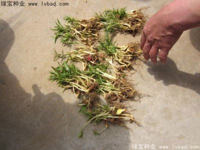 桃树种子