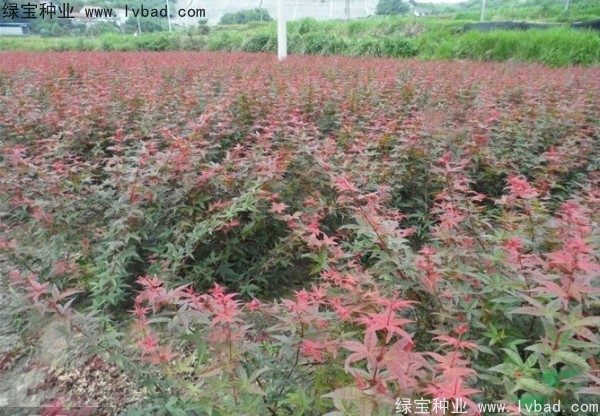日本红枫种子