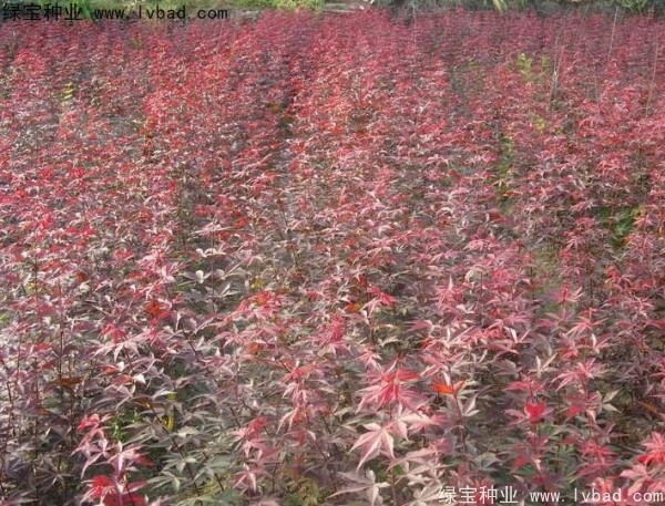 日本红枫种子
