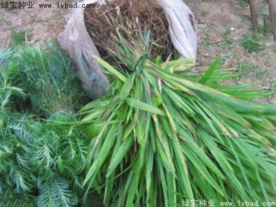 棕榈种子