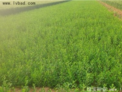 水腊种子