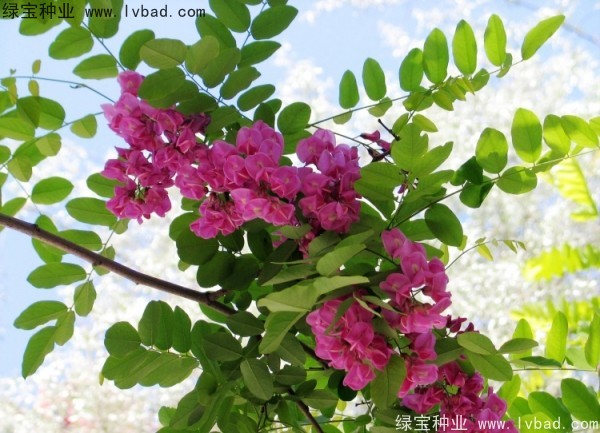 <a href='https://www.lvbad.com/linmuzhongzi/1734.html' target='_blank'>红花槐种子</a>