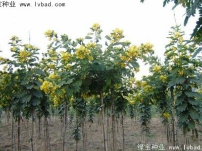 黄花槐种子