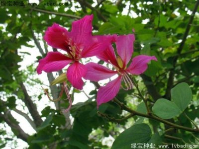 羊蹄甲种子
