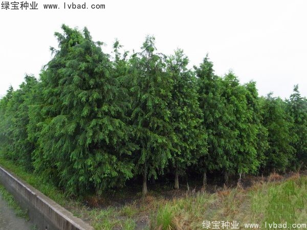 <a href='https://www.lvbad.com/linmuzhongzi/1741.html' target='_blank'>落羽杉种子</a>