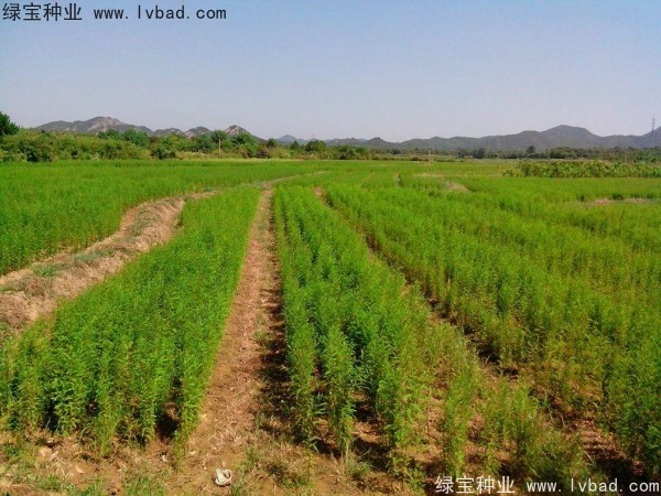 落羽杉<a href='https://www.lvbad.com/' target='_blank'>种子</a>