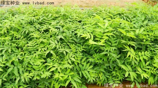 <a href='https://www.lvbad.com/linmuzhongzi/1742.html' target='_blank'>无患子</a><a href='https://www.lvbad.com/' target='_blank'>种子</a>