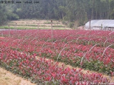 红叶石楠种子