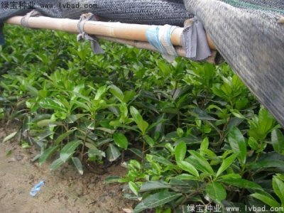 法国冬青种子